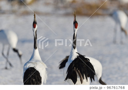 タンチョウの鳴き交わし(北海道) タンチョウの鳴き交わし(北海道) 96761768