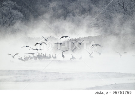 樹氷に囲まれたねぐらから飛び立つタンチョウの群れ（北海道・鶴居） 96761769