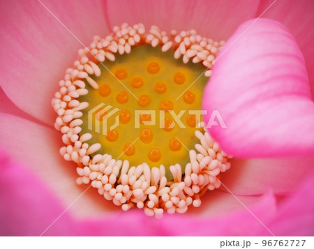 ハスの花、花托と雄しべと雌しべ ハスの花、花托と雄しべと雌しべ 96762727