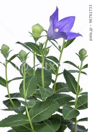 桔梗の花 　秋の七草のひとつ　（fix撮影） 96762733