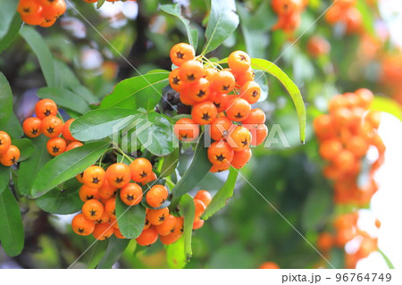 オレンジ色のピラカンサス(ピラカンサ)の実 オレンジ色のピラカンサス(ピラカンサ)の実 96764749