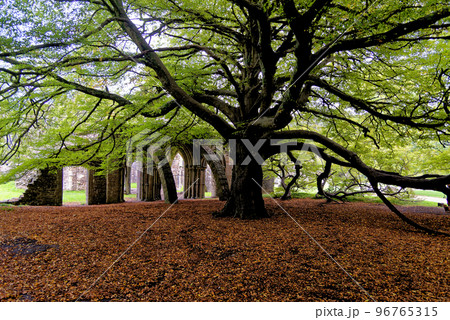 Twelve sided Chapter House - monastic ruins - Margam Country Park Twelve sided Chapter House - monastic ruins - Margam Country Park 96765315