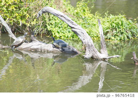 二匹の亀 96765418