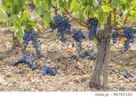 Reduction of ripening grapes to produce highest quality wines in Bordeaux, France Reduction of ripening grapes to produce highest quality wines in Bordeaux, France 96765562