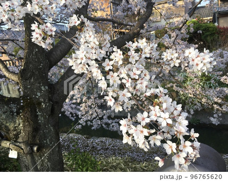 春の桜 春の桜 96765620