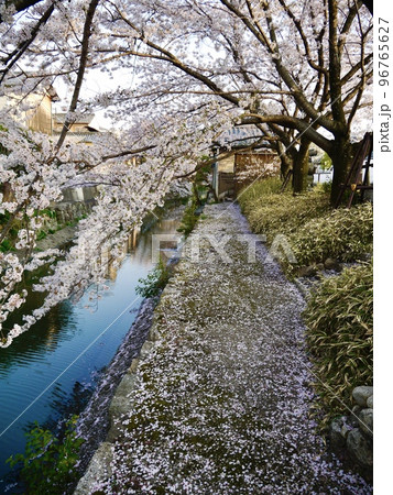 近江八幡の桜 96765627