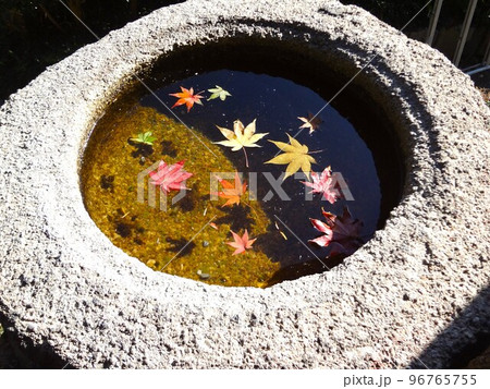 水鉢に浮かぶ紅葉 96765755