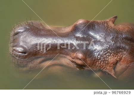 Close up head hippopotamus In the river Close up head hippopotamus In the river 96766929