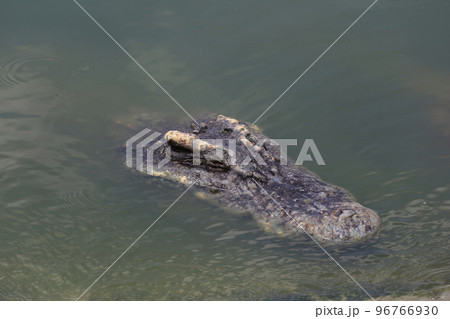 Close up big head crocodile is show head in river Close up big head crocodile is show head in river 96766930