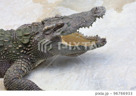 Close up big head crocodile is danger animal wildlife Close up big head crocodile is danger animal wildlife 96766933