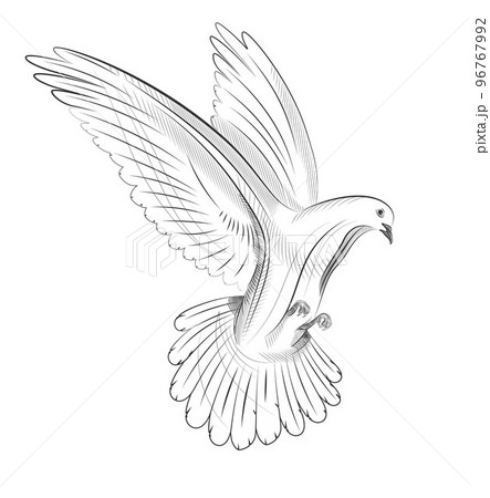 Hand Drawn Pigeon 96767992