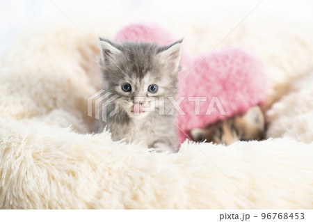 舌を出したメインクーンの子猫 96768453