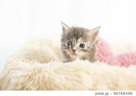 フカフカのベッドから顔を出したメインクーンの子猫 96768496