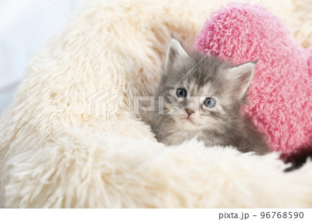 フカフカのベッドから顔を出したメインクーンの子猫 フカフカのベッドから顔を出したメインクーンの子猫 96768590