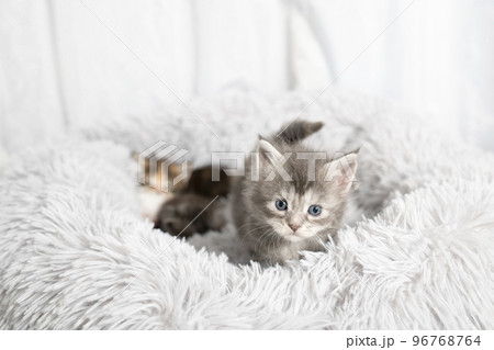 フカフカのベッドに入ったメインクーンの子猫 フカフカのベッドに入ったメインクーンの子猫 96768764