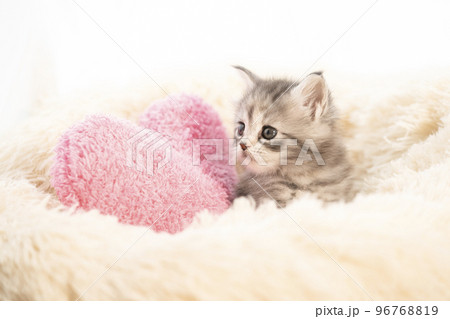 フカフカのベッドから顔を出したメインクーンの子猫 フカフカのベッドから顔を出したメインクーンの子猫 96768819