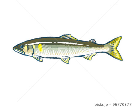 鮎 鮎 96770377