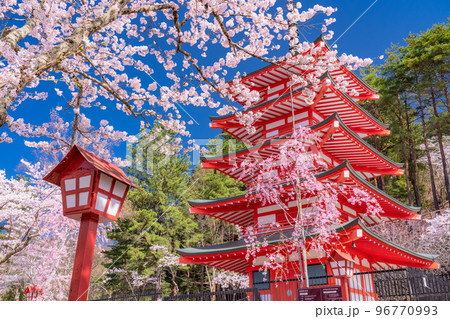 《山梨県》五重塔と満開の桜・春の新倉山浅間公園 《山梨県》五重塔と満開の桜・春の新倉山浅間公園 96770993