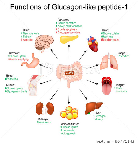 GLP-1. Functions of Glucagon-like peptide-1 GLP-1. Functions of Glucagon-like peptide-1 96771143