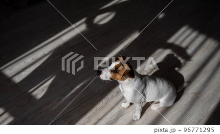 Jack russell terrier dog on the wooden floor. Shade from blinds and fan 96771295