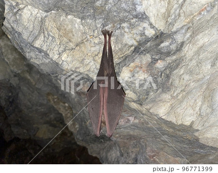 キクガシラコウモリ 96771399