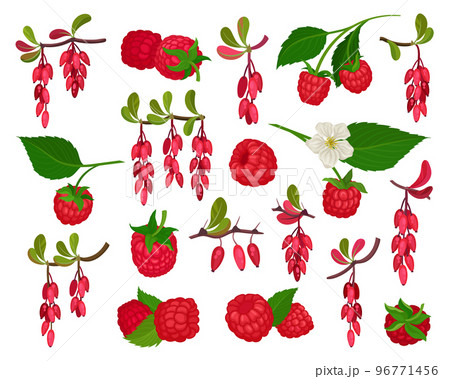 Raspberry and barberry set. Organic ripe natural product cartoon vector Raspberry and barberry set. Organic ripe natural product cartoon vector 96771456