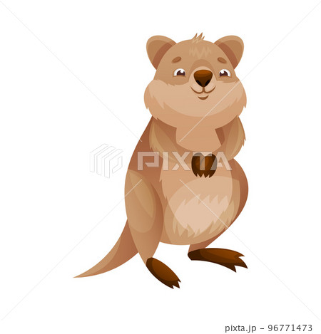 Funny Quokka as Short-tailed Scrub Wallaby with Rounded Ears Standing on Hind Legs and Smiling Vector Illustration Funny Quokka as Short-tailed Scrub Wallaby with Rounded Ears Standing on Hind Legs and Smiling Vector Illustration 96771473