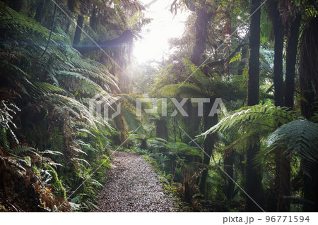 New Zealand forest 96771594