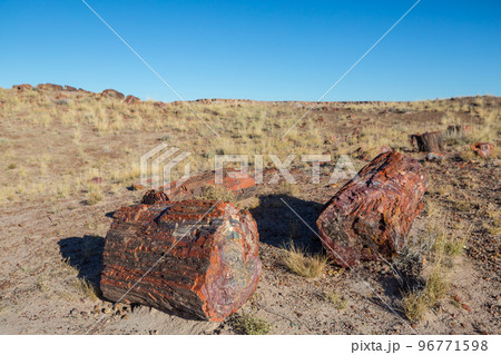 Petrified forest Petrified forest 96771598