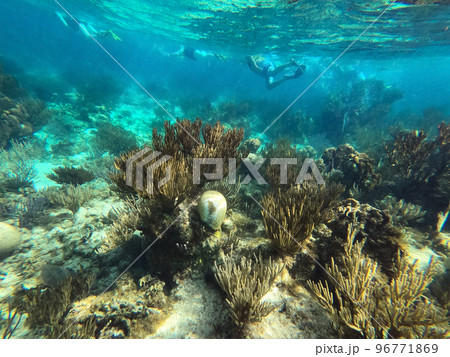 Group of people snorkeling near sunken ship under the sea. Beautifiul underwater colorful coral reef at Caribbean Sea at Honeymoon Beach on St. Thomas, USVI 96771869