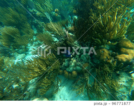 Beautifiul underwater colorful coral reefs 96771877