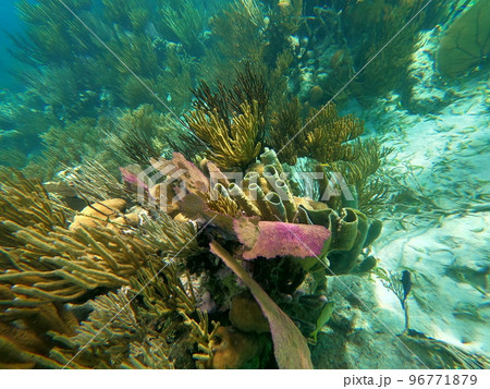 Beautifiul underwater colorful coral reefs Beautifiul underwater colorful coral reefs 96771879
