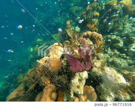 Beautifiul underwater colorful coral reefs Beautifiul underwater colorful coral reefs 96771916