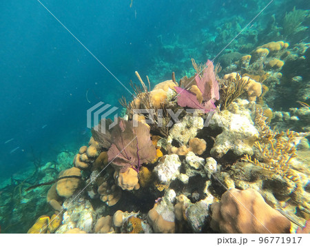 Beautifiul underwater colorful coral reefs Beautifiul underwater colorful coral reefs 96771917