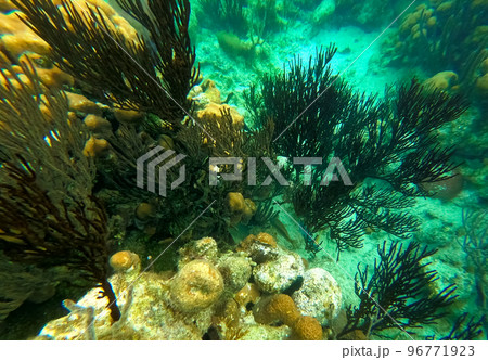 Beautifiul underwater colorful coral reefs Beautifiul underwater colorful coral reefs 96771923