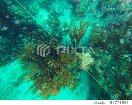 Beautifiul underwater colorful coral reefs Beautifiul underwater colorful coral reefs 96771955