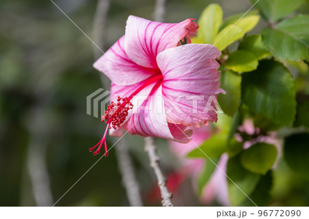 Flower of pink hibiscus in the garden Flower of pink hibiscus in the garden 96772090