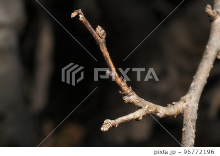 クワエダシャクの幼虫（下側） 96772196