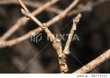 クワエダシャクの幼虫（中央右側） 96772355