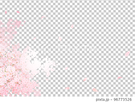 盛開的美麗艷麗的淺粉色櫻花-落花瓣春天白背框背景素材 96773526