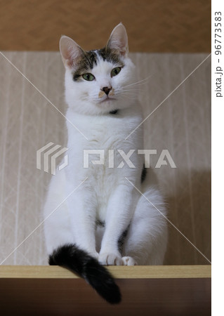 高い所に乗ってエジプト座りで尻尾を前にカメラ目線の白多めのとびきじの家猫 高い所に乗ってエジプト座りで尻尾を前にカメラ目線の白多めのとびきじの家猫 96773583
