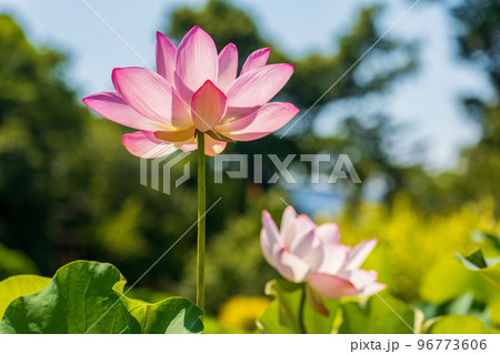 世界で一番美しい花 世界で一番美しい花 96773606