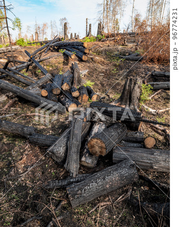 Burned forest after a huge fire and bark beetle calamity. Firefighters cut down trees Burned forest after a huge fire and bark beetle calamity. Firefighters cut down trees 96774231