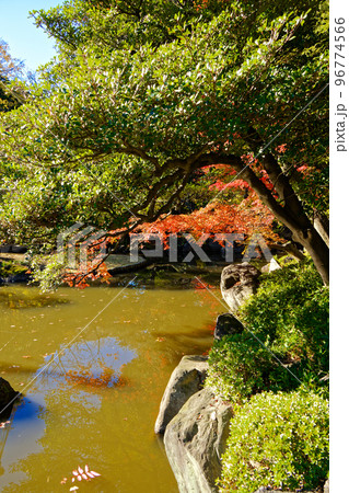 旧古河庭園のモミジの紅葉と湖面に映える景観 旧古河庭園のモミジの紅葉と湖面に映える景観 96774566