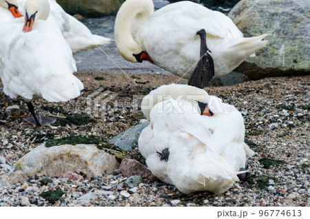 Swans on the sea. Stony seashore. Swans on the rocky shore. 96774613