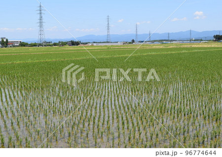 田植え2週間後の水田 田植え2週間後の水田 96774644
