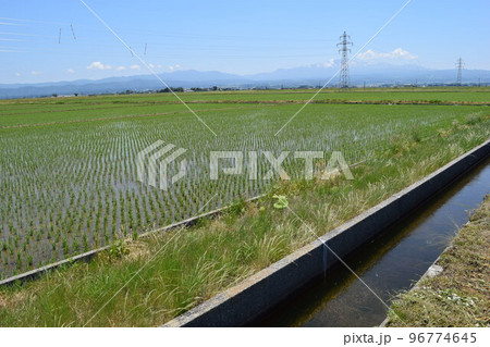 田植え2週間後の水田 田植え2週間後の水田 96774645
