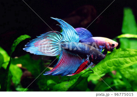 ベタ 闘魚　青ベタ　アクアリウム 96775015