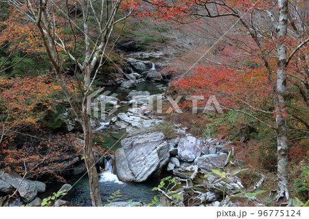 晩秋の瀬戸川渓谷 (高知県 土佐町) 晩秋の瀬戸川渓谷 (高知県 土佐町) 96775124