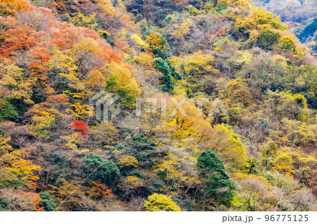 東京、奥多摩の綺麗な紅葉の景色 東京、奥多摩の綺麗な紅葉の景色 96775125